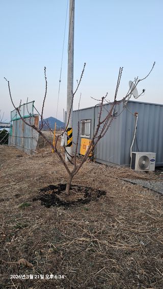 장정규님의 복숭아 · 영농일지 작성글 사진