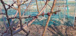 박상중님의 기타작물 · 영농일지 작성글 사진