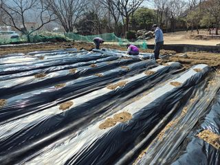 이경옥님의 기타작물 · 영농일지 작성글 사진