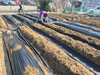 이경옥님의 기타작물 · 영농일지 작성글 사진