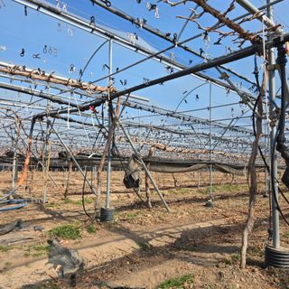 동동예행복농장님의 포도 · 영농일지 작성글 사진