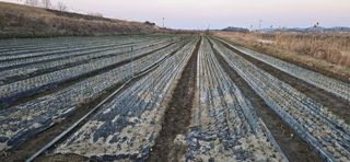 강영애님의 양파 · 영농일지 작성글 사진