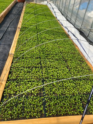 이상욱님의 고추 · 영농일지 작성글 사진