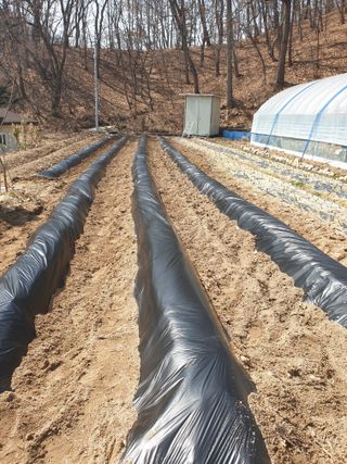 샤이니바다님의 기타작물 · 영농일지 작성글 사진