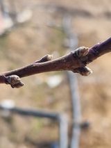 팜모닝 복숭아·영농일지 게시글 이미지