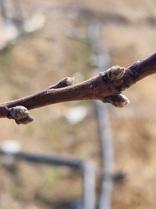 해찬들농원님의 복숭아 · 영농일지 작성글 사진