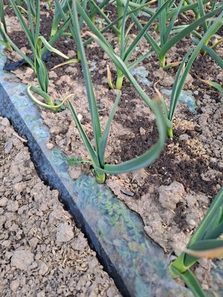 이한재님의 마늘 · 영농일지 작성글 사진