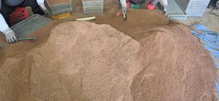 강연수님의 벼 · 영농일지 작성글 사진