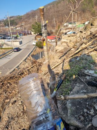 김용대님의 기타작물 · 영농일지 작성글 사진