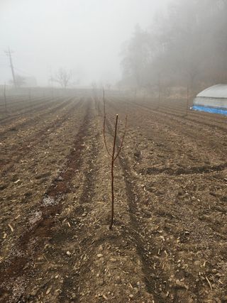 찔레골 양봉 농원님의 감자 · 영농일지 작성글 사진