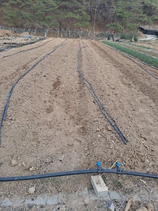 이한재님의 고추 · 영농일지 작성글 사진