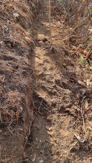 권혁렬님의 두릅 · 영농일지 작성글 사진