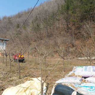 가로수님의 매실 · 영농일지 작성글 사진