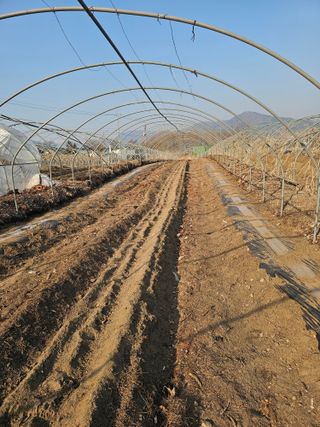 소양강님의 감자 · 영농일지 작성글 사진