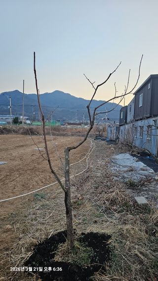 장정규님의 복숭아 · 영농일지 작성글 사진