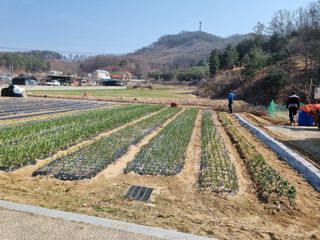김길수님의 기타작물 · 영농일지 작성글 사진