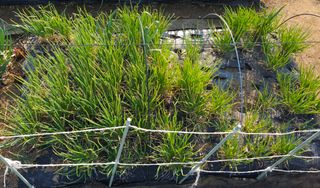 부천역곡 정병호님의 마늘 · 영농일지 작성글 사진