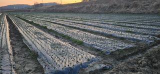 강영애님의 양파 · 영농일지 작성글 사진