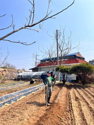 솔안농부님의 감자 · 영농일지 작성글 사진