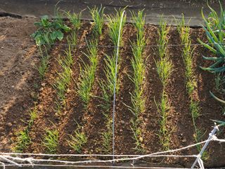 부천역곡 정병호님의 마늘 · 영농일지 작성글 사진