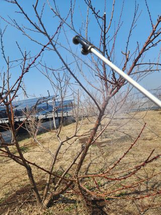 박병한님의 복숭아 · 영농일지 작성글 사진