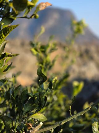 산방자연농원님의 귤 · 영농일지 작성글 사진
