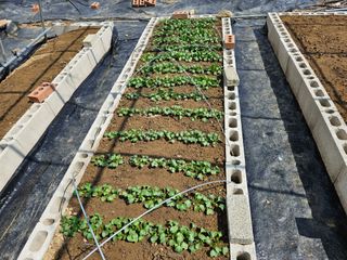 김인수님의 기타작물 · 영농일지 작성글 사진