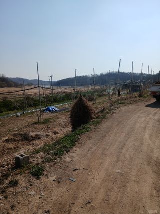 성재엄마님의 복숭아 · 영농일지 작성글 사진