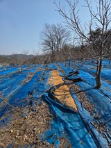 팜모닝 두릅·영농일지 게시글 이미지