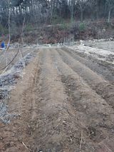 팜모닝 고구마·영농일지 게시글 이미지