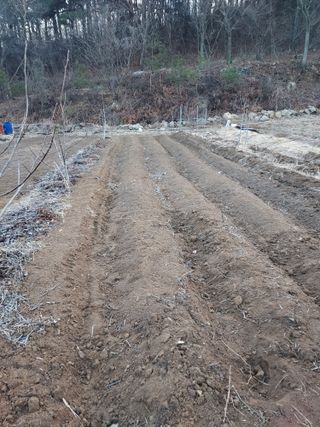 18562최장영님의 고구마 · 영농일지 작성글 사진