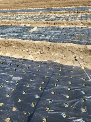 전선경님의 마늘 · 영농일지 작성글 사진