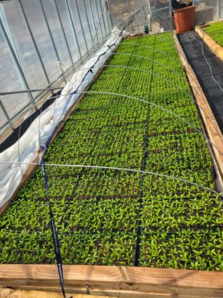 이상욱님의 고추 · 영농일지 작성글 사진