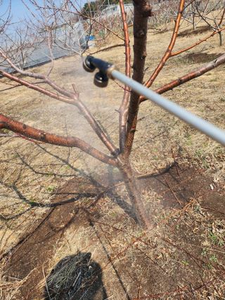 박병한님의 복숭아 · 영농일지 작성글 사진