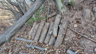 김동명님의 버섯 · 영농일지 작성글 사진