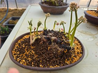 김영순님의 기타작물 · 영농일지 작성글 사진