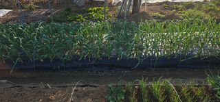 부천역곡 정병호님의 마늘 · 영농일지 작성글 사진