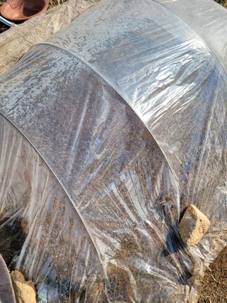 정지덕님의 옥수수 · 영농일지 작성글 사진