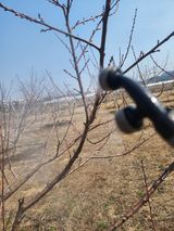 팜모닝 복숭아·영농일지 게시글 이미지