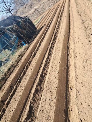 노재영님의 감자 · 영농일지 작성글 사진