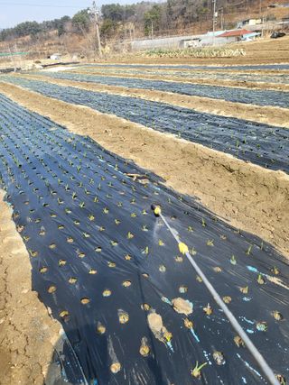 전선경님의 마늘 · 영농일지 작성글 사진