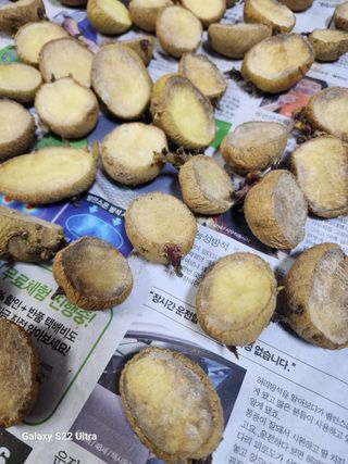 권지연.옥천.님의 감자 · 영농일지 작성글 사진