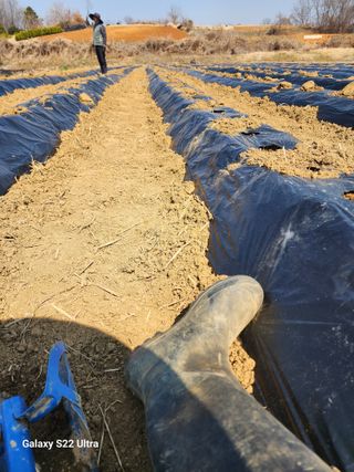 권지연.옥천.님의 감자 · 영농일지 작성글 사진