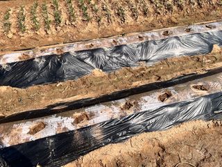 솔안농부님의 작성글 사진