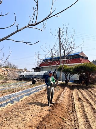 솔안농부님의 감자 · 영농일지 작성글 사진