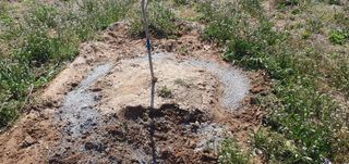 김영진님의 감 · 영농일지 작성글 사진