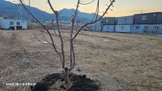 장정규님의 복숭아 · 영농일지 작성글 사진