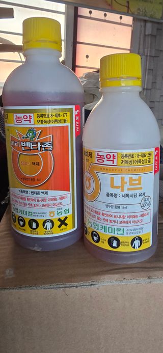 강영애님의 양파 · 영농일지 작성글 사진