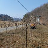 가로수님의 작성글 사진