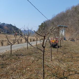 가로수님의 매실 · 영농일지 작성글 사진